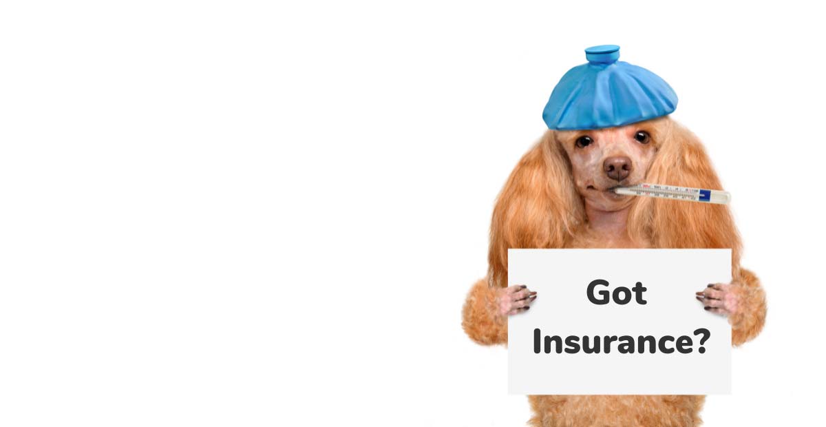 Insurance dog pet medical infographic choosing fidosavvy