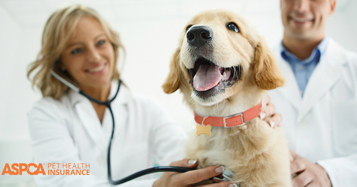 Aspca pet insurance