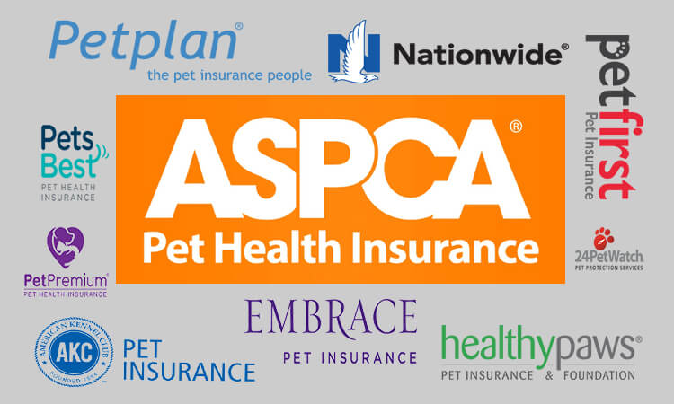 Pets best insurance