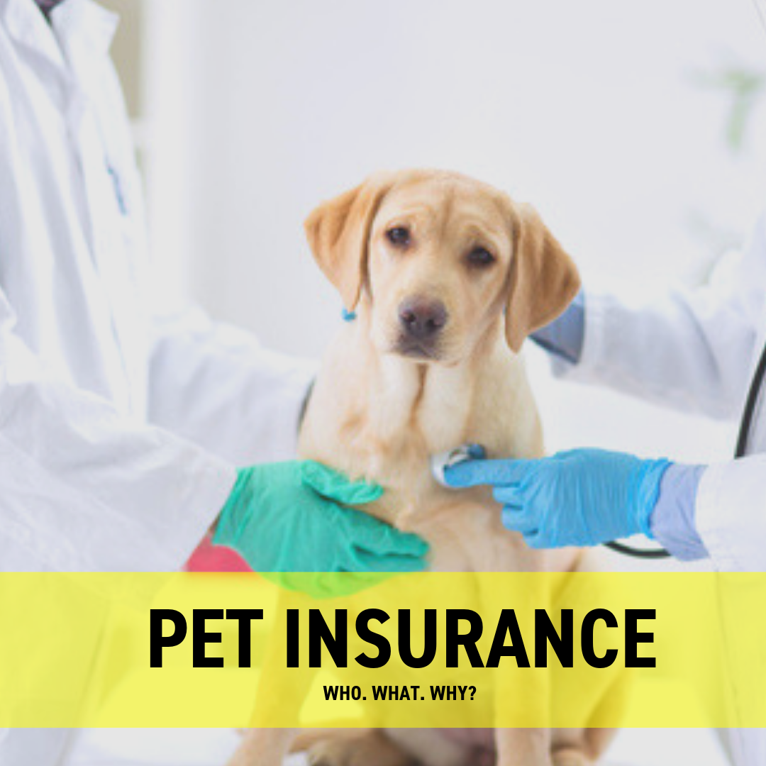 Pet insurance