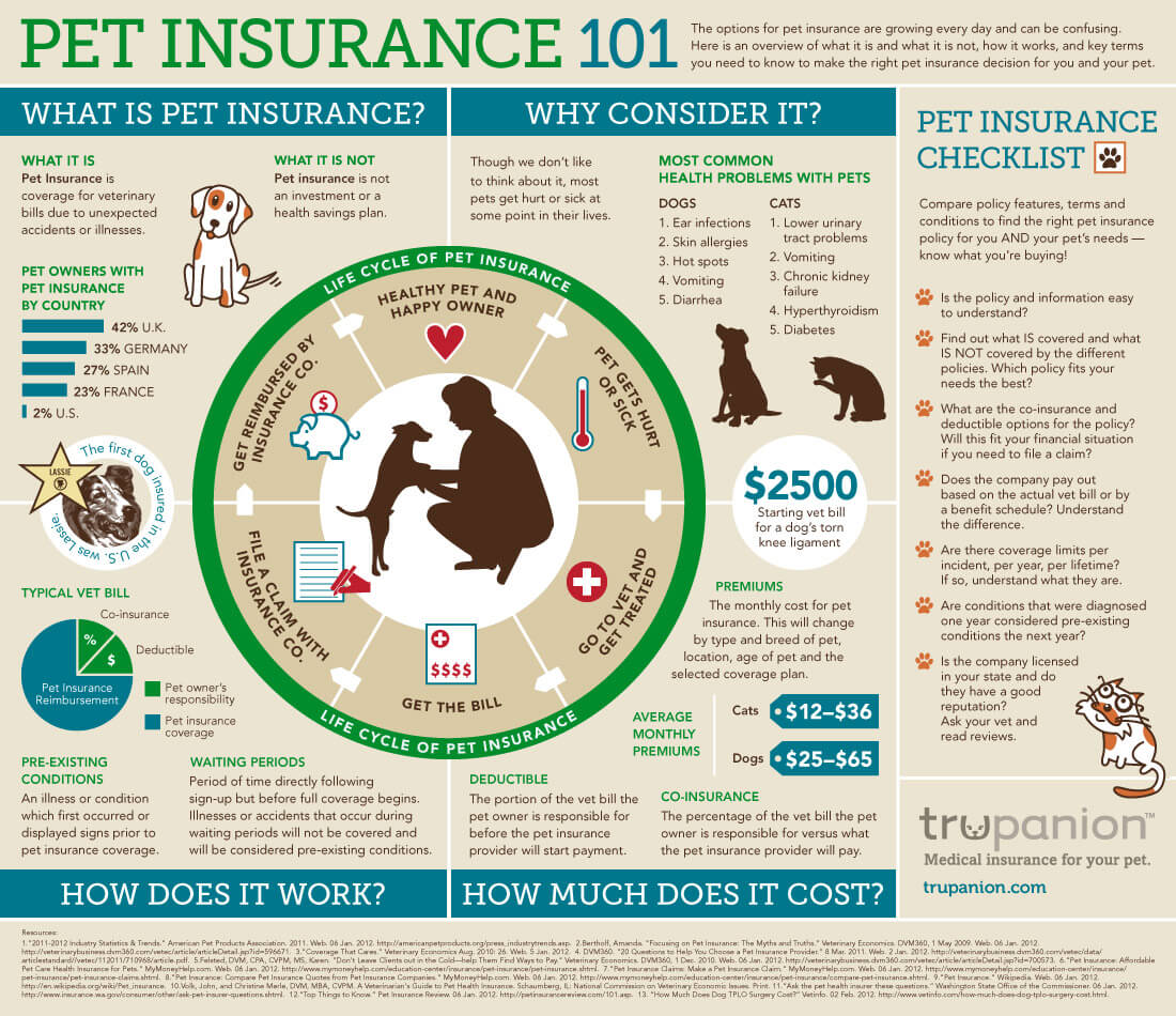 Dog insurance